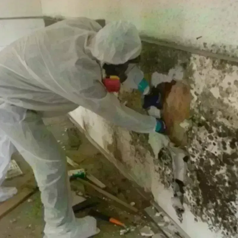 Mold Remediation and Removal in Mount Vernon, NY